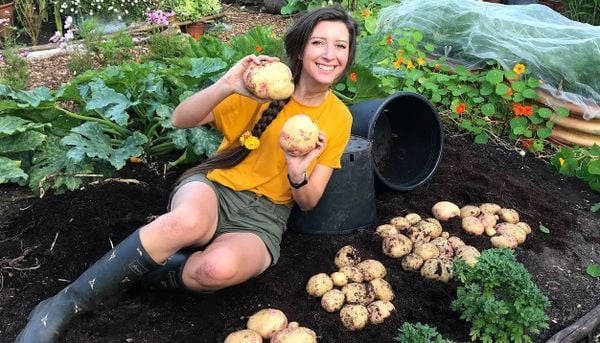 Why should Grow Potatoes in Planter Pots