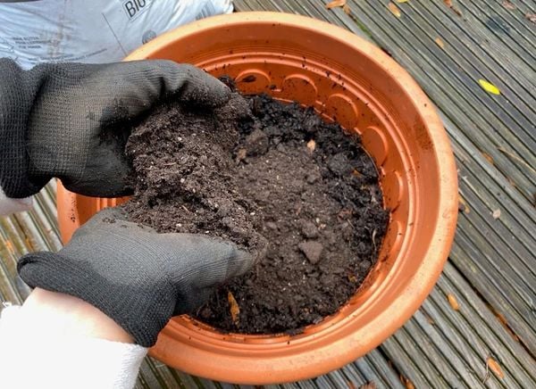Prepare Soil and planter pot for potatoes