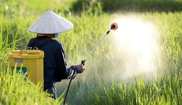 Avoid overusing chemical fertilizers