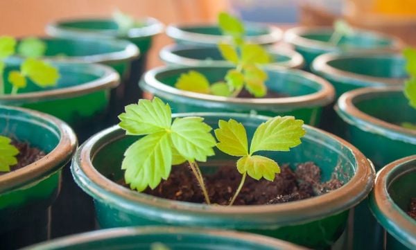 Plant the Strawberries Seedlings in the Planter Pots