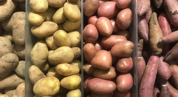 Choose seed potatoes