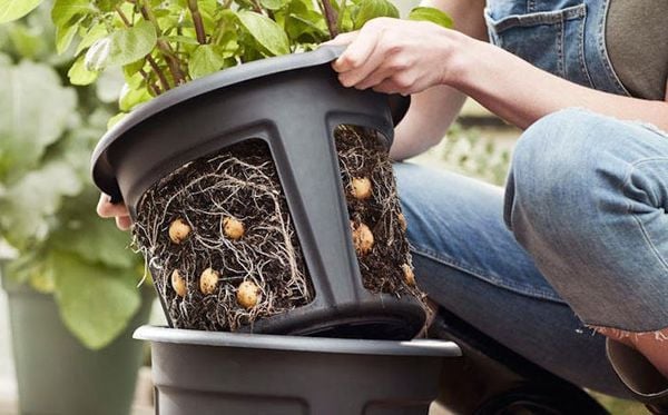 too many seed pieces potatoes into a small space