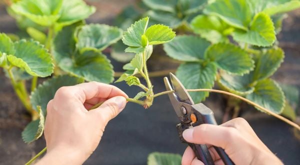 Remove Runners If You Don’t Want Nutrient Competition