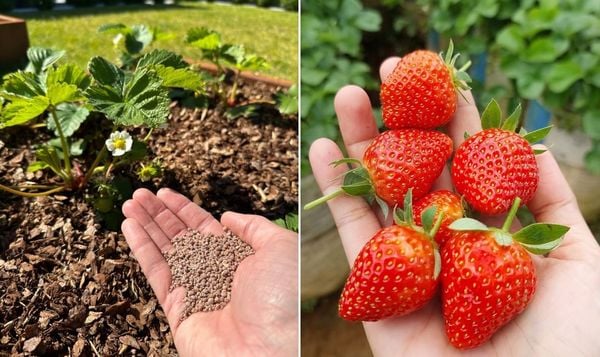 Fertilize every 2 weeks strawberries