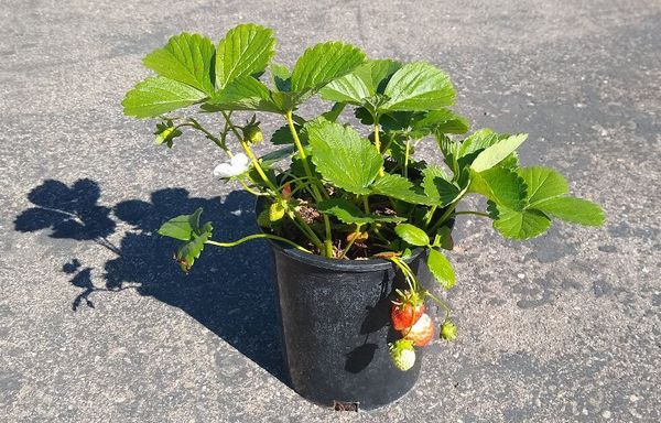 Choosing the strawberry planter Pot location