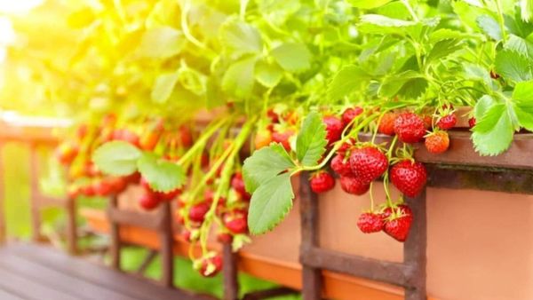 How to Grow Strawberries in Planter Pots at Home  Aurora Pots