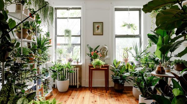 Higher Cost of Ceramic Plant Pots