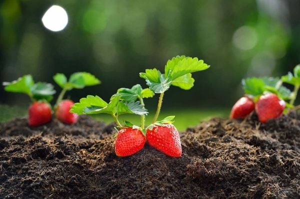 Ideal Soil for Strawberry planter pot