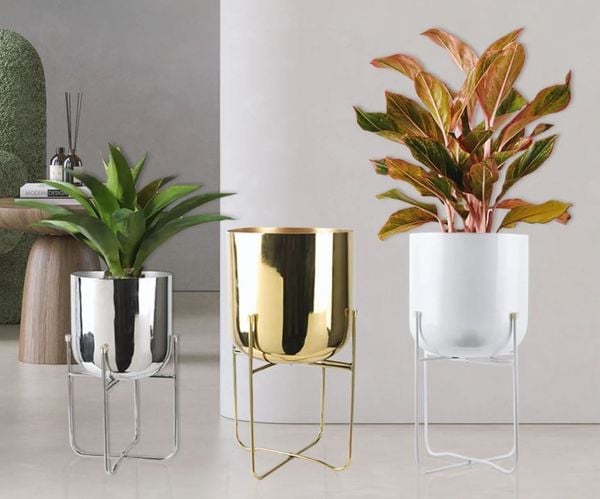 snake plant good for air Air Purifying Trio Houseplants with Planter - Medium/Large Top Half Dusty Rose/Dusty Rose Planters
