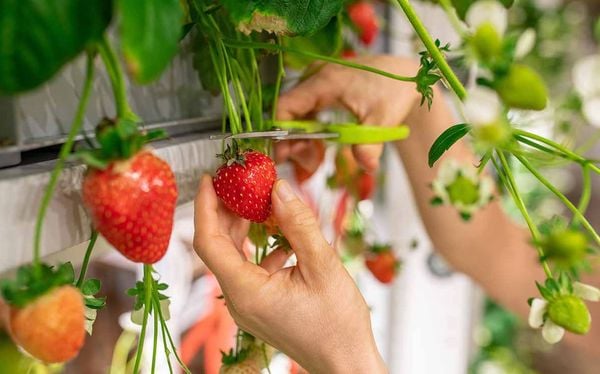 Grow strawberries in planter pots for multiple harvests