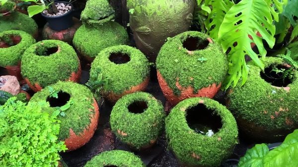 Moss on terracotta pots