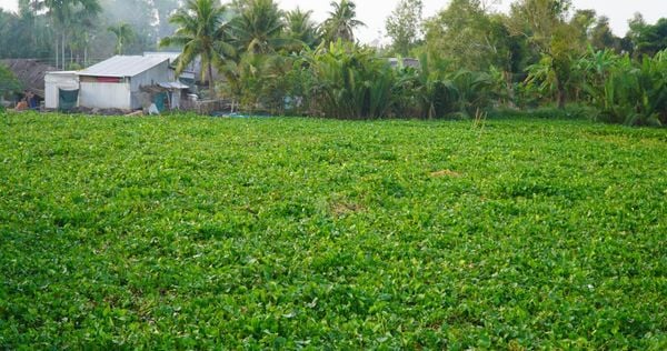 Water hyacinth grows quickly and easy to harvest