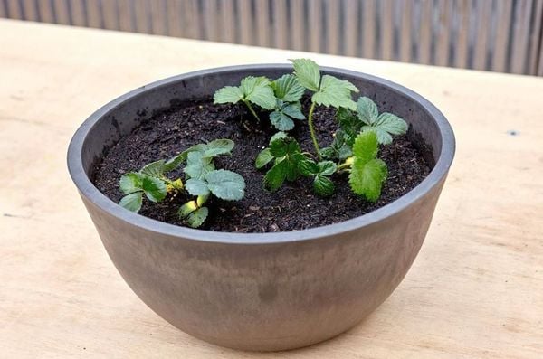 Only Plant 1–2 strawberries Plants Per Pot
