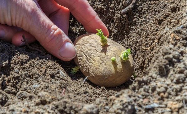 Plant the Potatoes