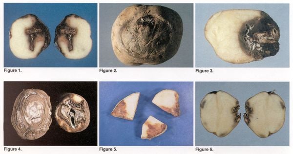 Potato root rot and tuber rot