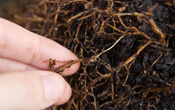 root rot, root decay