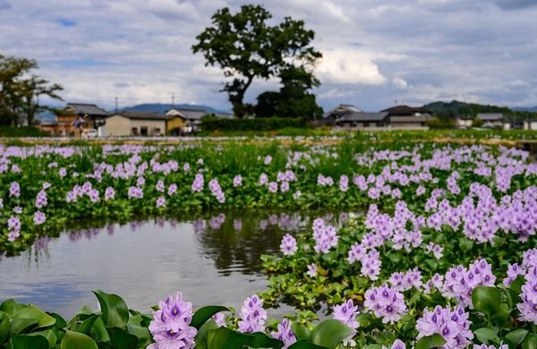 Water Hyacinth