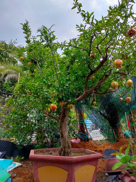 cây ăn trái trồng biệt thự - Cây lựu cổ thụ 4