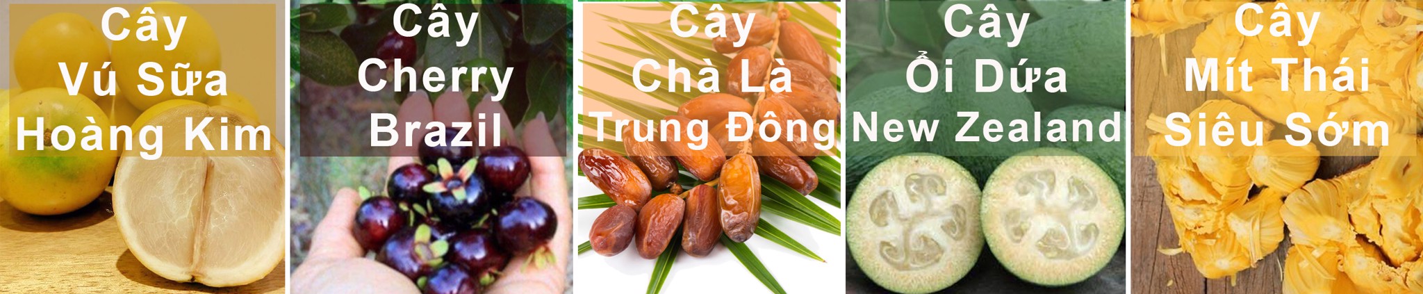 CÂY ĂN TRÁI ĐỘC LẠ