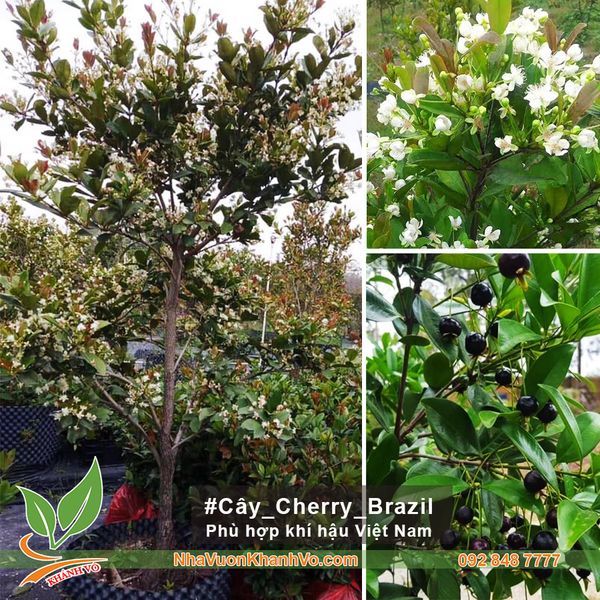 cây ăn trái trồng biệt thự - Cây cherry brazil1