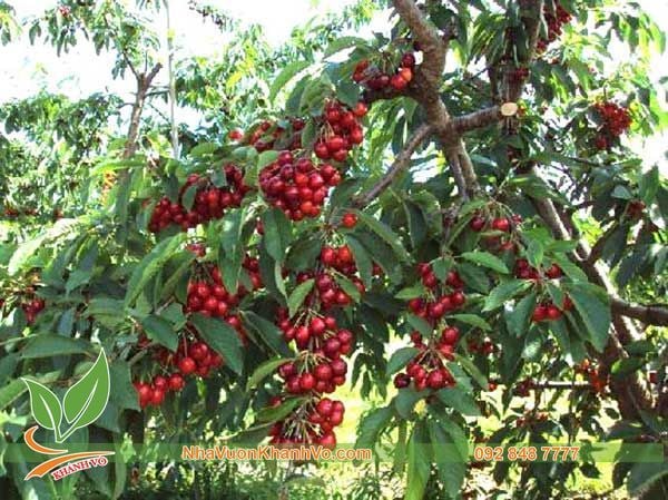 Cây cherry Mỹ 3