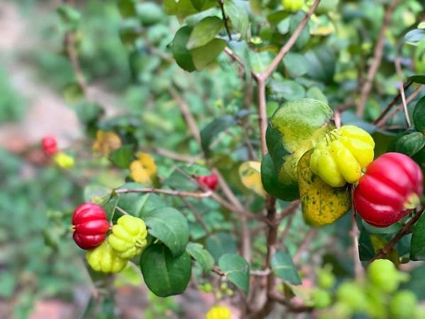 Cây surinam cherry - Cây độc lạ 1