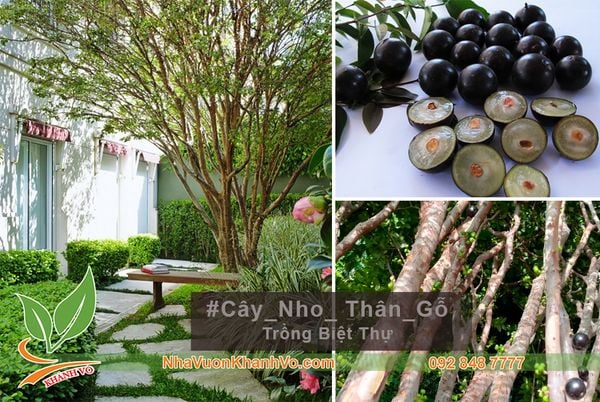 cây ăn trái trồng biệt thự - Cây Nho Thân Gỗ 3