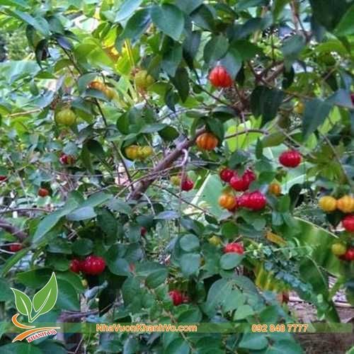 Cây Surinam Cherry Gốc Nhỏ - Cây Cherry Anh Đào 3