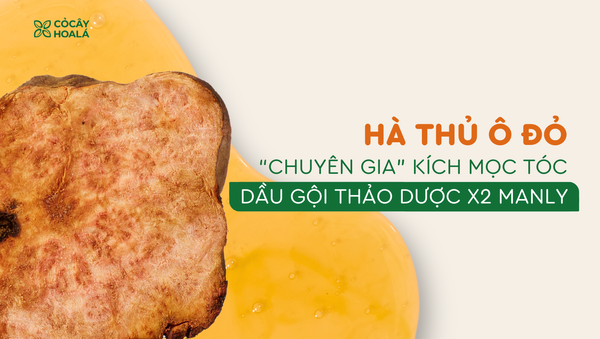 Hà Thủ Ô Đỏ - 