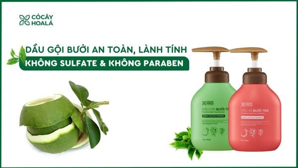 Dầu gội bưởi Cỏ Cây Hoa Lá không Sulfate và không Paraben
