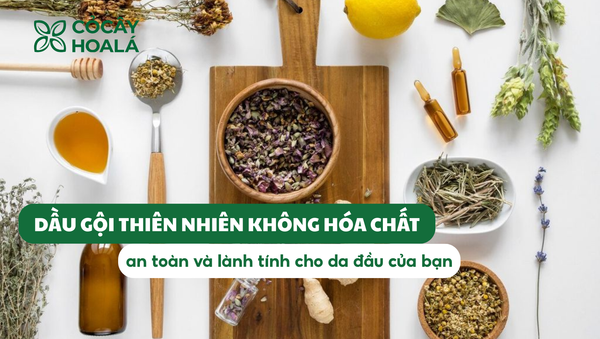 Dầu gội thiên nhiên không hóa chất giúp mái tóc khỏe mạnh từ gốc