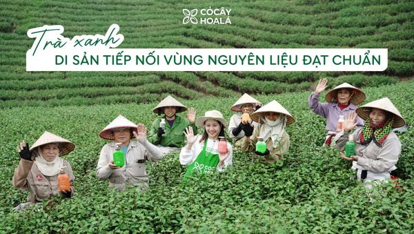 Trà xanh - Di sản tiếp nối vùng nguyên liệu đạt chuẩn của Cỏ cây hoa lá