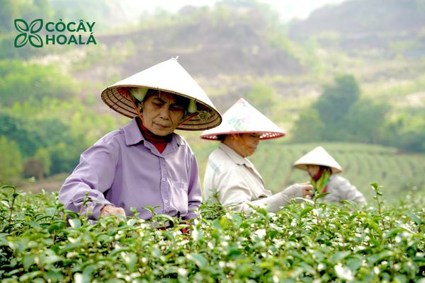 Lá trà từ đôi bàn tay mẹ