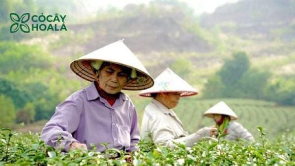 Lá trà từ đôi bàn tay mẹ