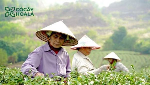 Lá trà từ đôi bàn tay mẹ