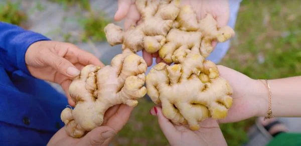 CỎ CÂY HOA LÁ - NGUYÊN LIỆU THIÊN NHIÊN HỮU CƠ THÂN THUỘC VỚI NGƯỜI VIỆT