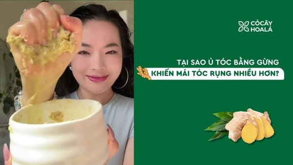 Tại sao ủ tóc bằng gừng khiến tóc rụng nhiều hơn?