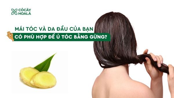 Tóc bạn có phù hợp để ủ gừng mọc tóc? Cách nhận biết và áp dụng đúng cách