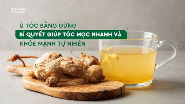 Ủ tóc bằng gừng – Bí quyết giúp tóc mọc nhanh và khỏe mạnh tự nhiên