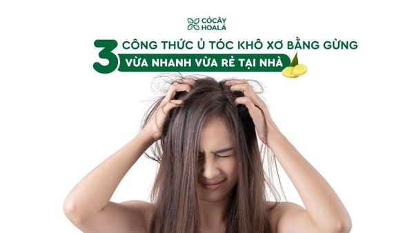 3 công thức ủ tóc khô xơ bằng gừng tại nhà vừa nhanh vừa rẻ