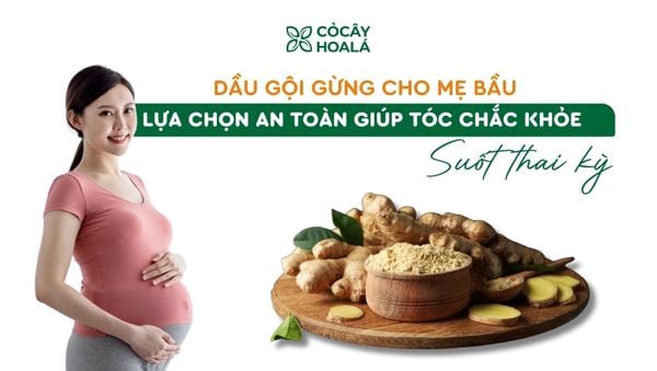 Dầu gội gừng cho mẹ bầu: Lựa chọn an toàn giúp tóc chắc khỏe suốt thai kỳ