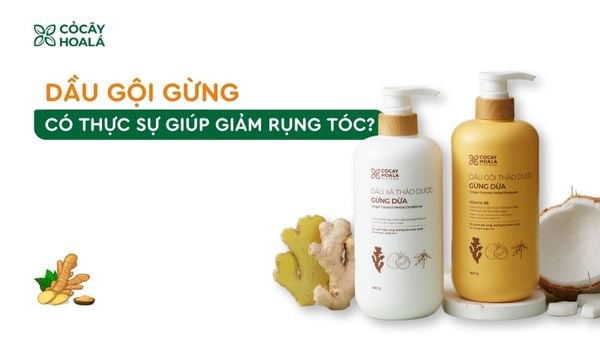 Dầu gội gừng có thực sự giúp giảm rụng tóc?