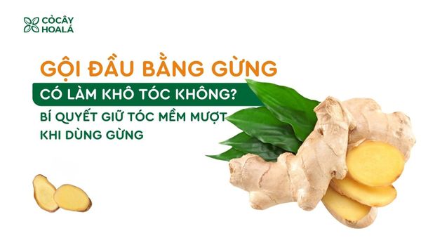 Gội đầu bằng gừng có làm khô tóc không? Bí quyết giữ tóc mềm mượt khi dùng gừng