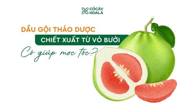 Dầu gội thảo dược chiết xuất từ vỏ bưởi có thật sự giúp mọc tóc?