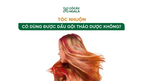 Tóc nhuộm có dùng được dầu gội thảo dược không? Giải đáp từ A-Z
