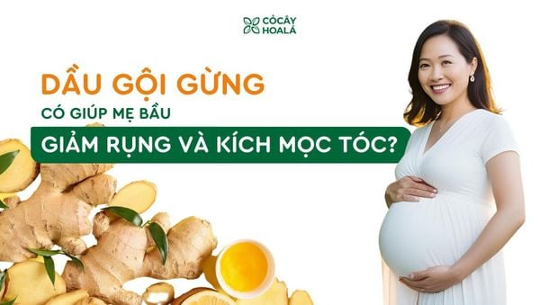 Dầu Gội Gừng Có Giúp Mẹ Bầu Giảm Rụng Tóc Và Kích Mọc Tóc Hay Không?