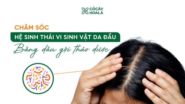 Chăm sóc hệ sinh thái vi sinh vật da đầu bằng dầu gội thảo dược