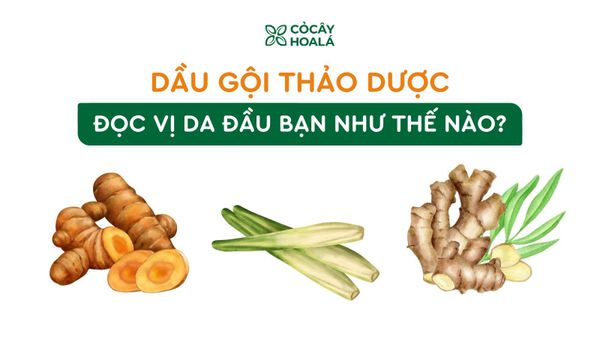 Dầu gội thảo dược có thể ‘đọc vị’ da đầu bạn như thế nào?