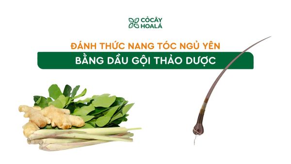 Đánh thức nang tóc ngủ yên bằng dầu gội thảo dược – Giải pháp tự nhiên cho rụng tóc triền miên