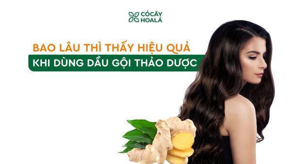 Bao lâu thì thấy hiệu quả khi chuyển sang dùng dầu gội thảo dược?